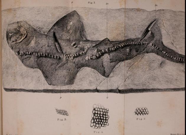 davis_1881_palaeospinax priscus.jpg